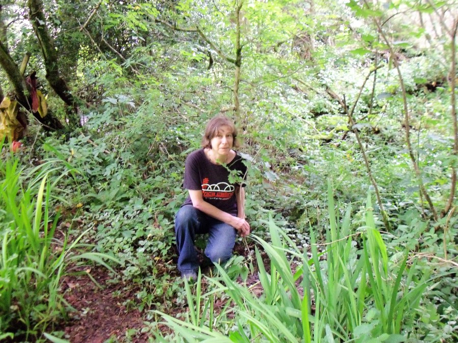 oak-relocated-from-plot_24-june16