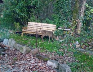A deer in Teresa's garden