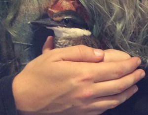 Photo of a New Zealand kotare bird